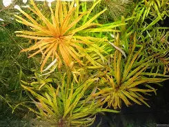 Ludwigia Cuba White Plant Bunched Reg