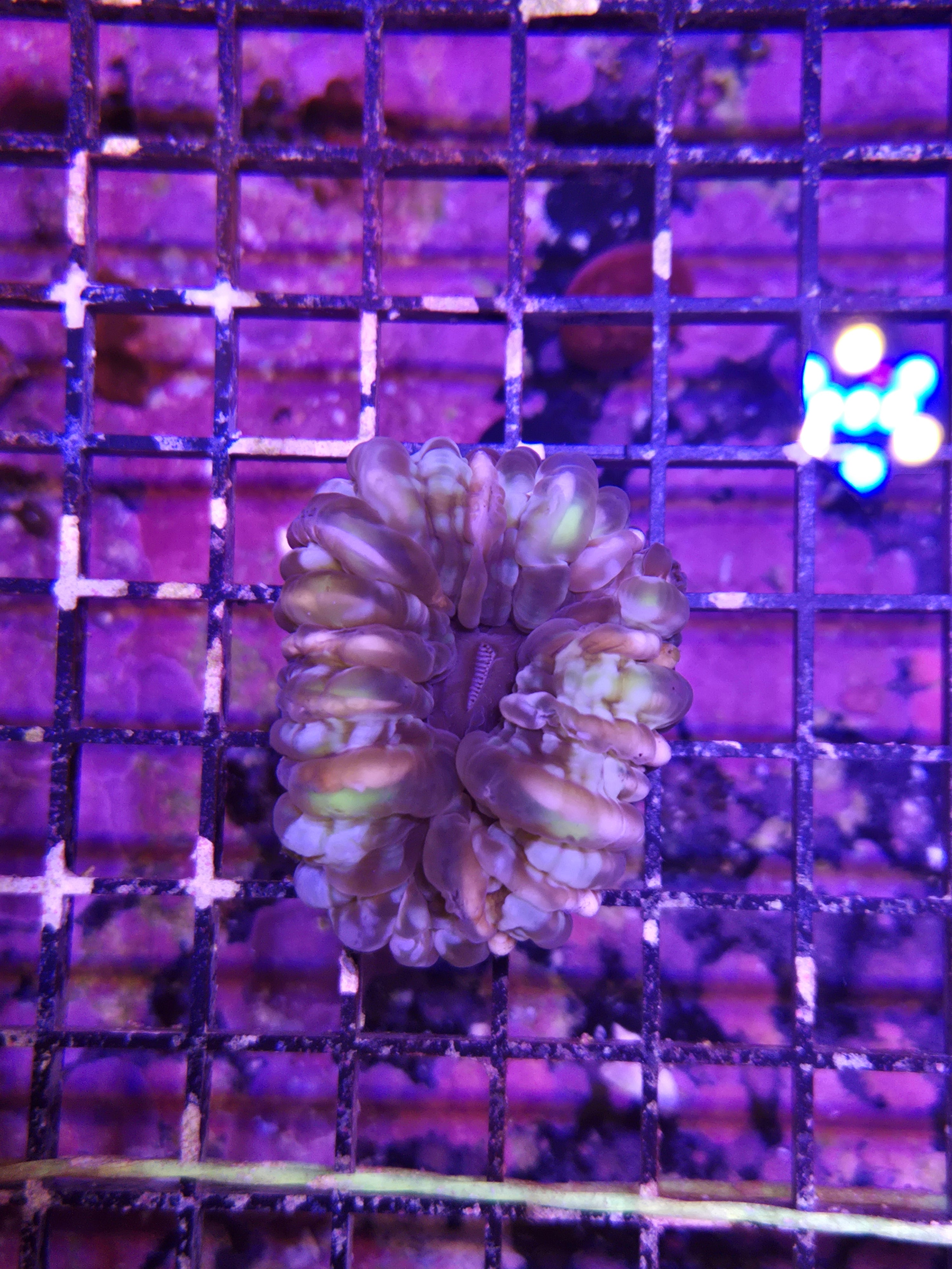 Aussie Cynaria/Button Coral Multicolor – Richmond Aquarium