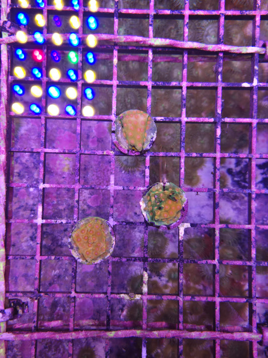 JF Spellbound Cyphastrea Frag
