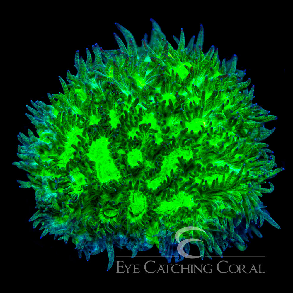 ECC Outworld Hydnophora Frag