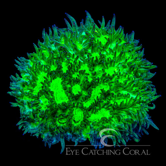 ECC Outworld Hydnophora Frag