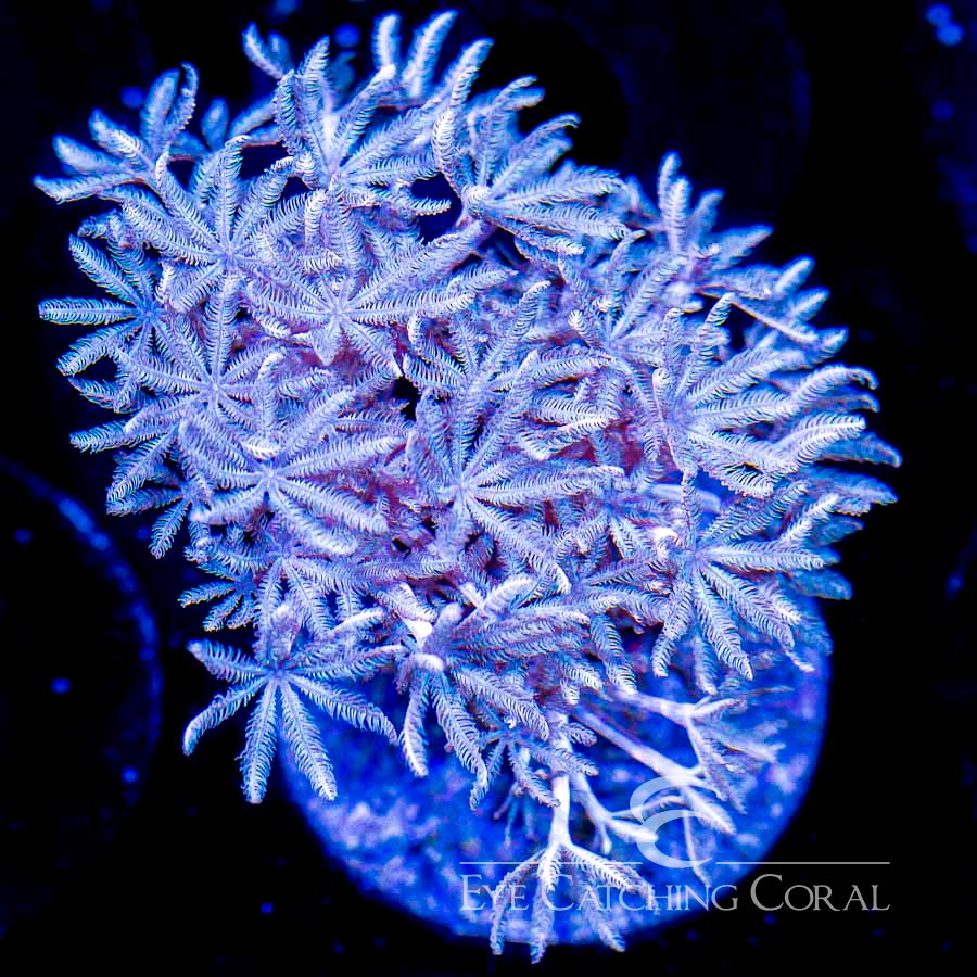 Pulsating Xenia Frag