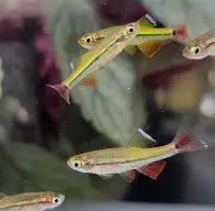 Vietnamese Cardinal White Cloud Danio