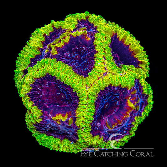 ECC Wolverine Favia Frag