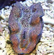 Derasa Clam 2.0"