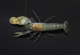 Snapping Pistol Shrimp Lg