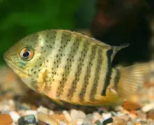 Cichlid Severum Green Reg