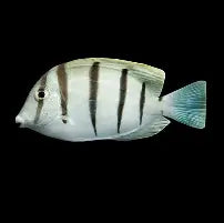 Convict Tang Sm/Md