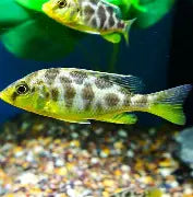 Cichlid N Venustus Reg.