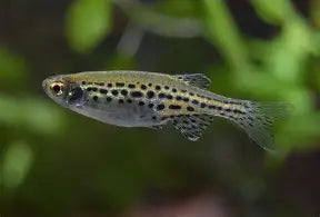 Gold Ring Tinwini Danio Reg