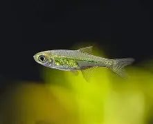 Kubotai Rasbora