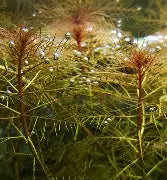 Foxtail (Myrio) Red Plant