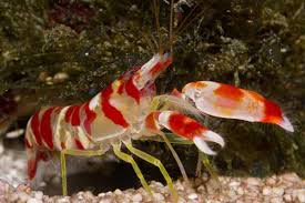 Snapping Pistol Shrimp