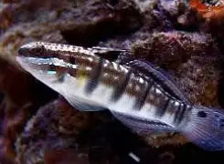 Biota Dragon Goby Captive Bred