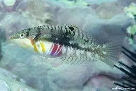 Nebulous Wrasse