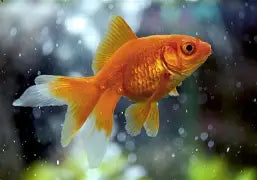Mixed Premium Fantail Goldfish