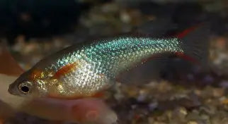 Daisy Ricefish Killie Reg