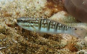 Dragon Goby Med