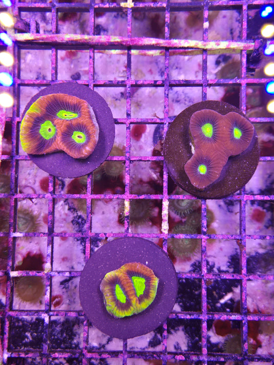 Dragon Soul Prism Favia Frag