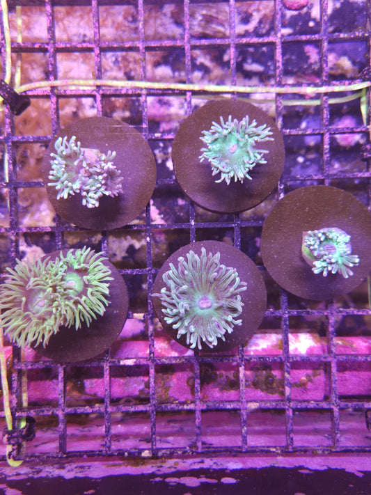 Duncan Frag
