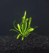 Dwarf Sagittaria Potted Reg