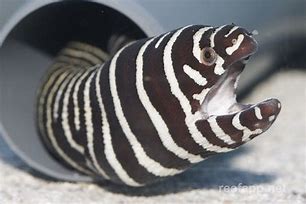 Zebra Eel XLg