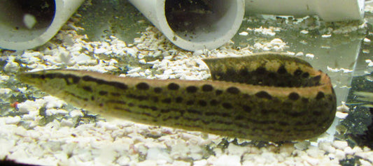 Eel Burmese Black Spot 6-7"