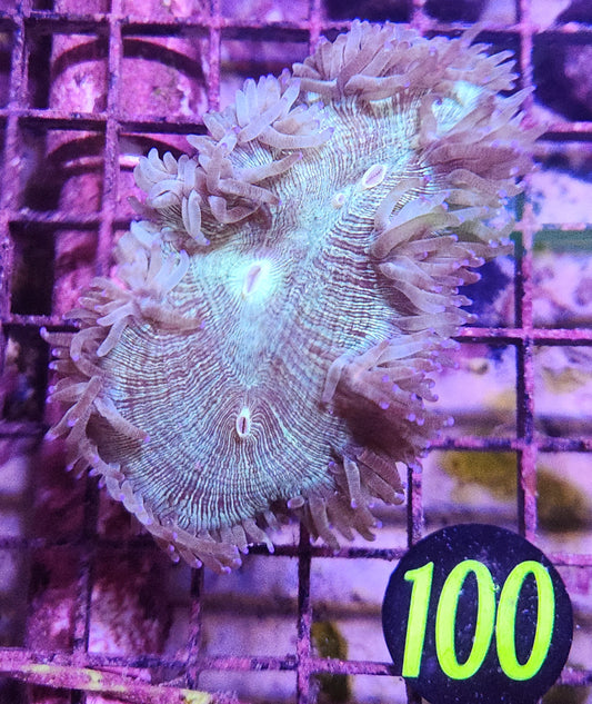 Elegance Coral Green Australia