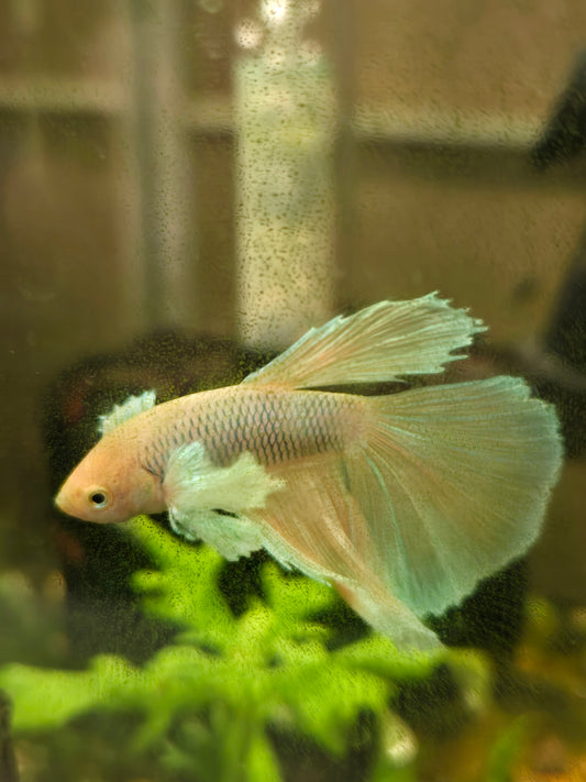 Betta Elephant Ear L/F Male