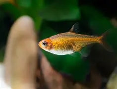 Tetra Ember Reg