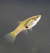 Endlers Guppy Female Livebearer