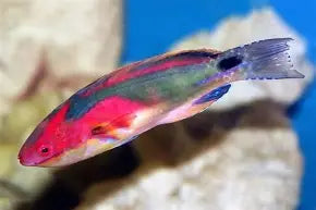 Exquisite Fairy Wrasse Md