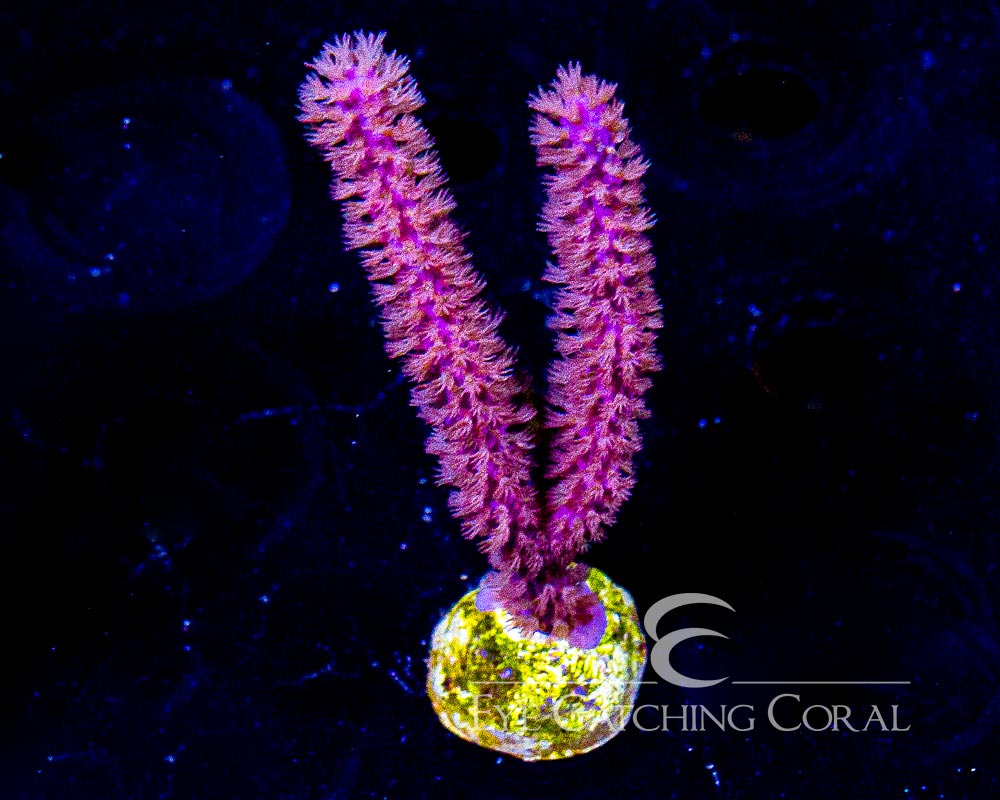 Purple Candelabra Gorgonia