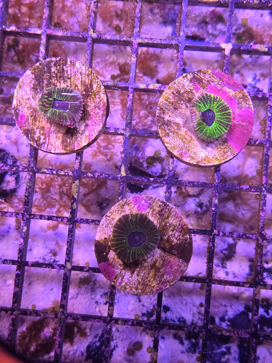 Blue Mouth Mayan Favia Frag