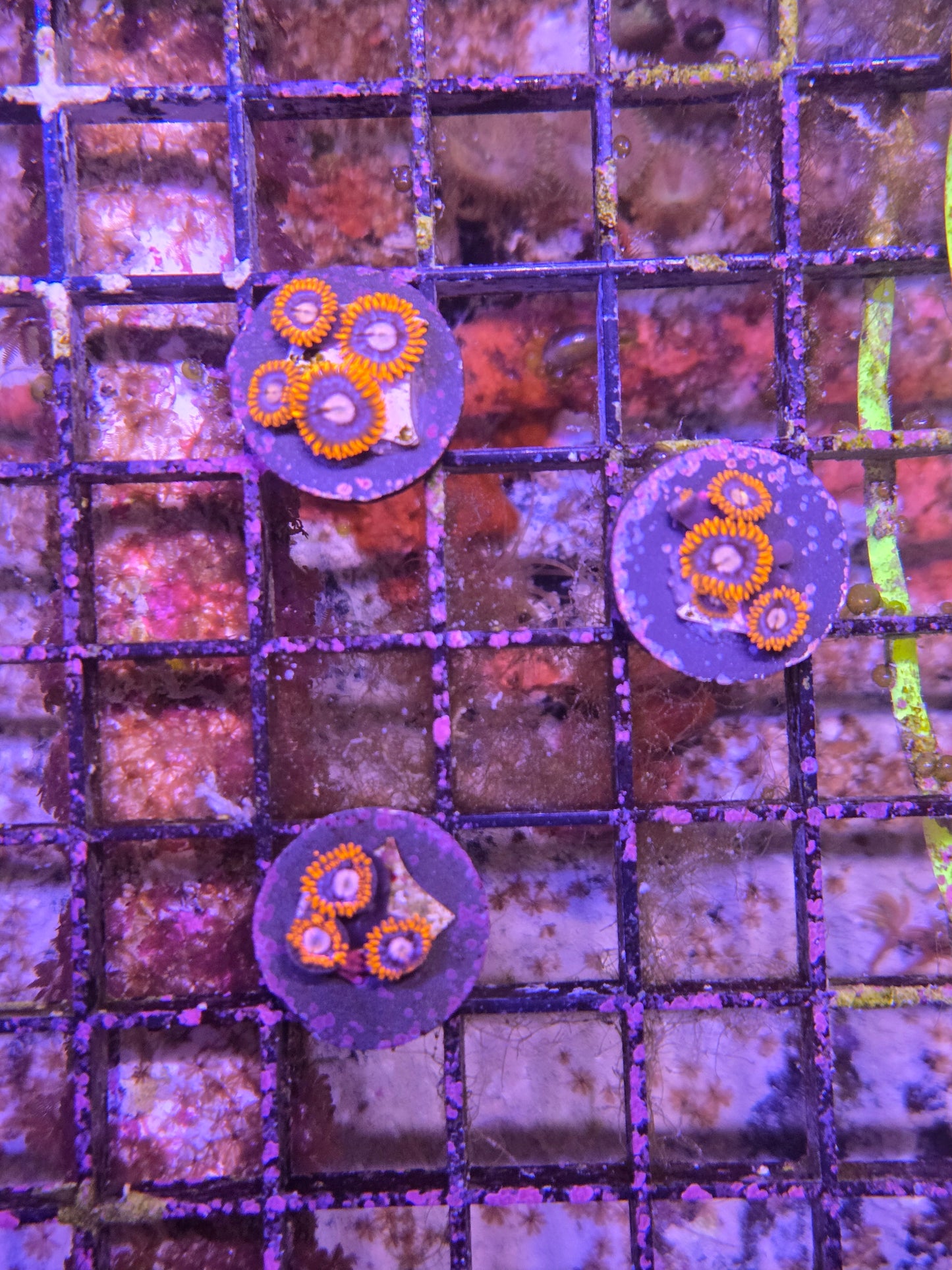 ECC Fire and Ice Zoanthid Frag