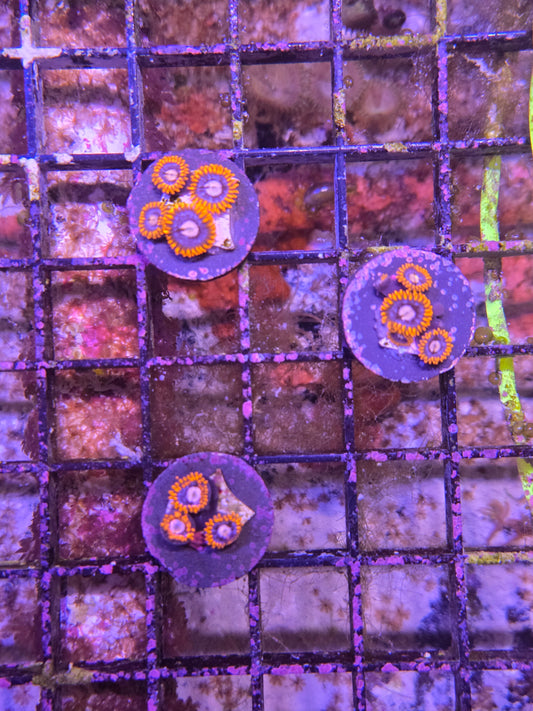 ECC Fire and Ice Zoanthid Frag