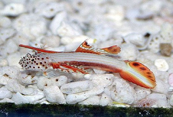 Flaming Prawn Goby