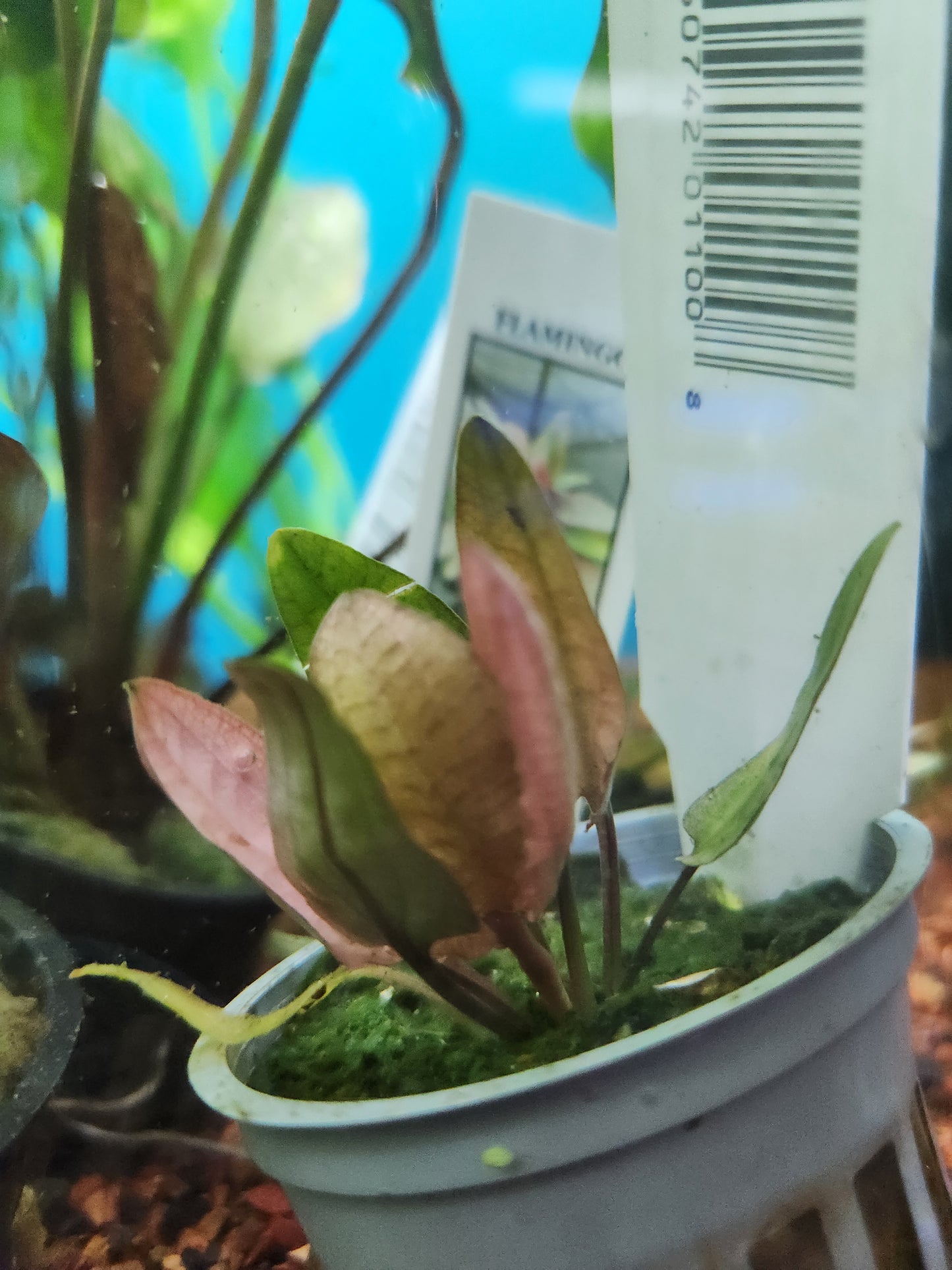 Crypt Wendtii Flamingo Potted