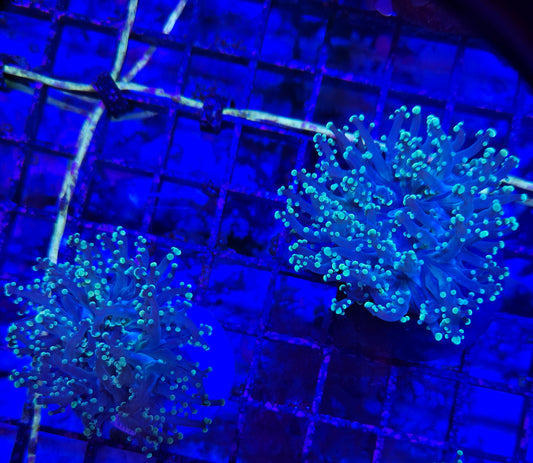 Indo Frogspawn Frags