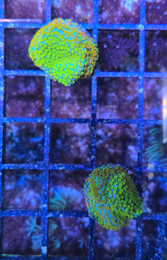 Fruity Pebbles Montipora Frag