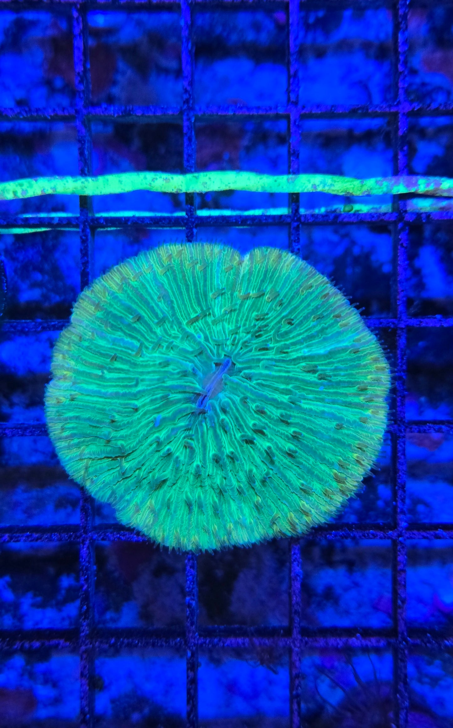 Indo Fungia Sm