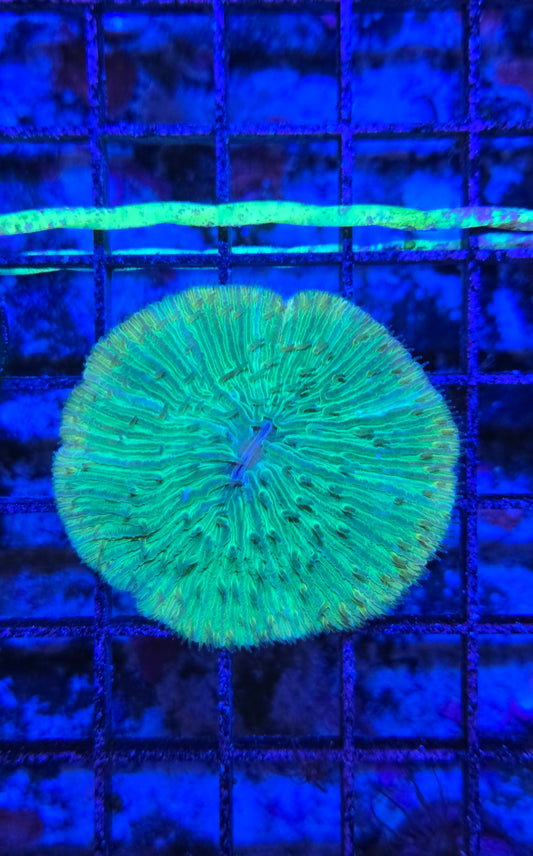 Indo Fungia Sm