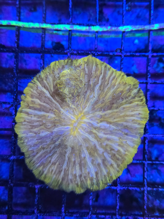 Indo Fungia Lg