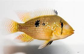 Geophagus Brasiliensis Cichlid Reg