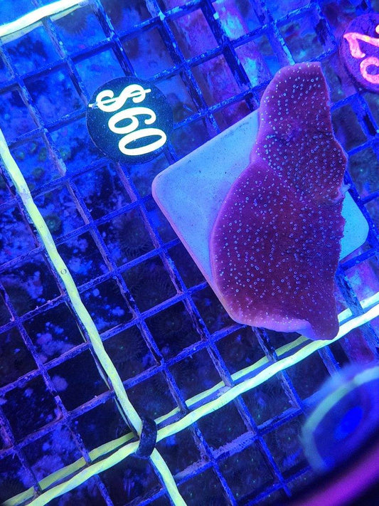 German Blue Montipora Frag