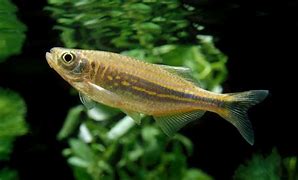 Giant Danio Gold