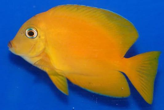 Golden Blue Eye Tang Sm/Md