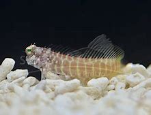 Golden Tiger Blenny