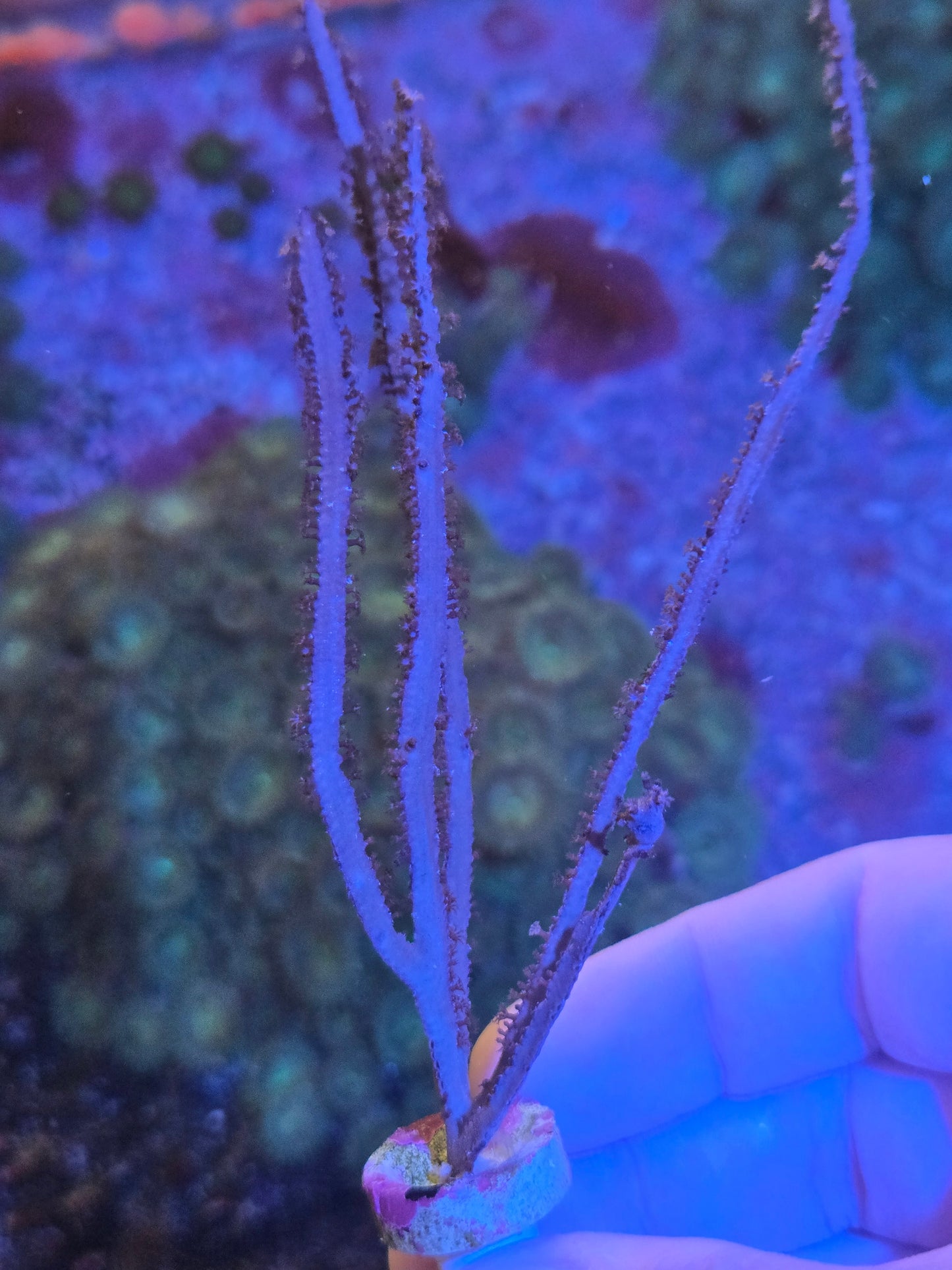 Gold Flat Blade Gorgonian