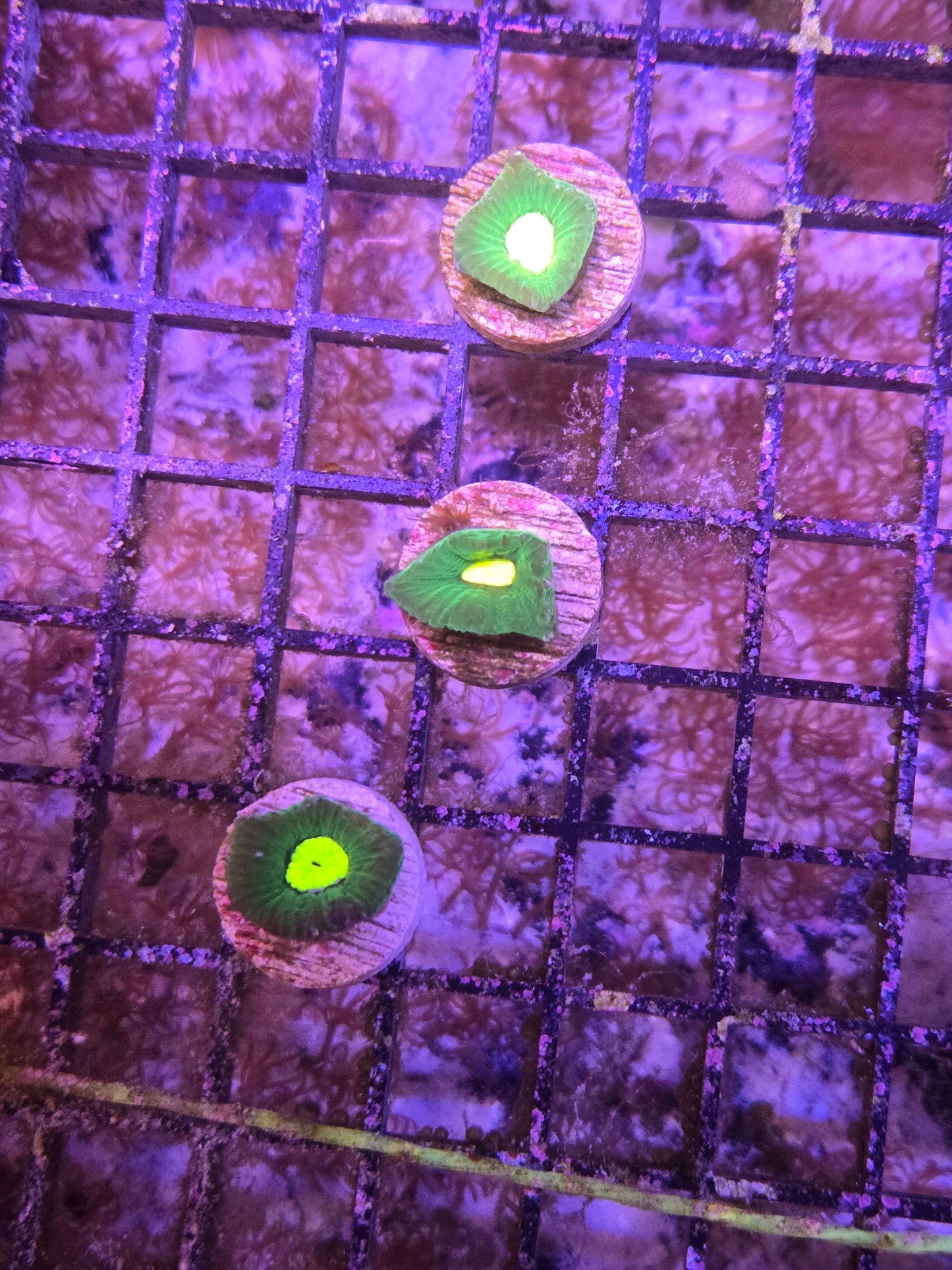 Electric Gonastrea Frag